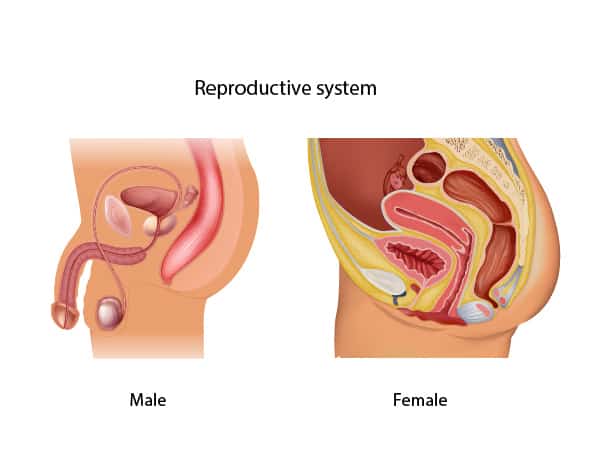 ระบบสืบพันธุ์ Reproductive system